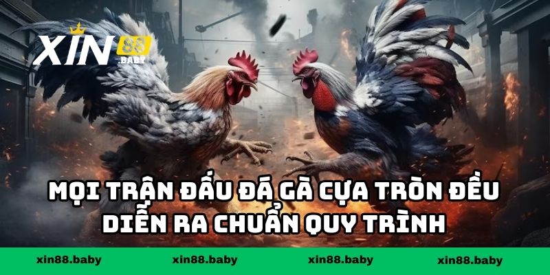 Mọi trận đấu đá gà cựa tròn đều diễn ra chuẩn quy trình